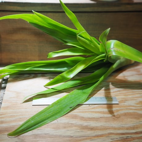 チランジア ／ アンプラ　(T.ampla)　＊A01/Aug03