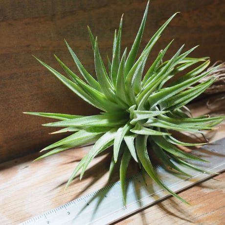 チランジア ／ イオナンタ マキシマ　(T.ionantha var. maxima)　★CD01/Dec19