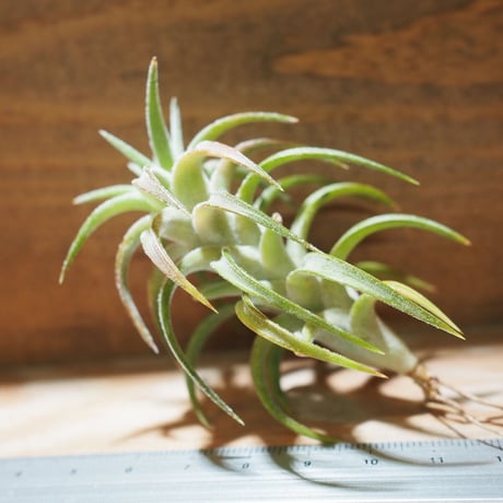 チランジア ／ イオナンタ ヴァンハイニンギー　(T.ionantha var. vanhyningii) ★タイ農場　＊A01/Jun05