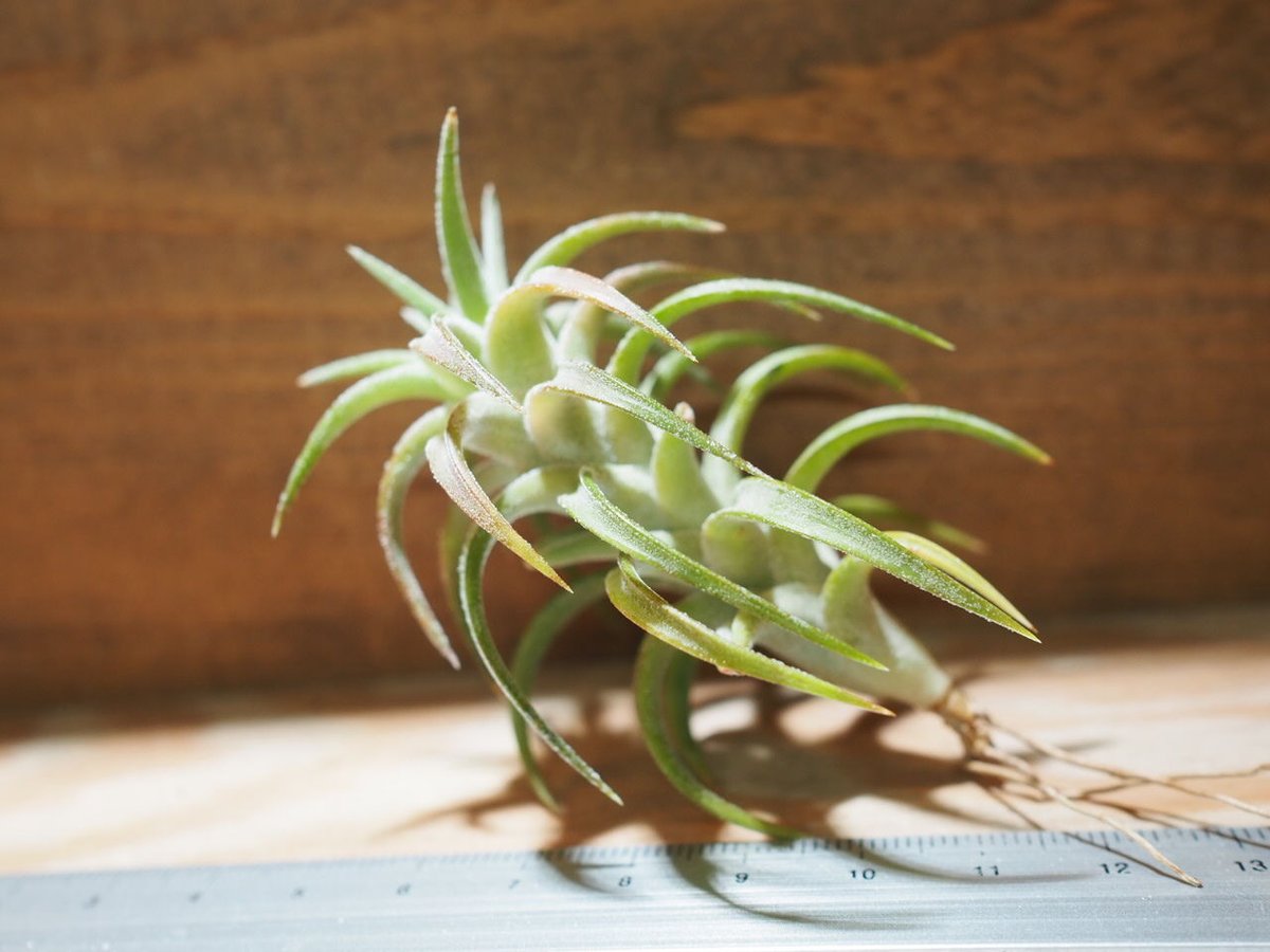 Tsht様同梱専用T. ionantha var. vanhyningii Mi Tsht様同梱専用T