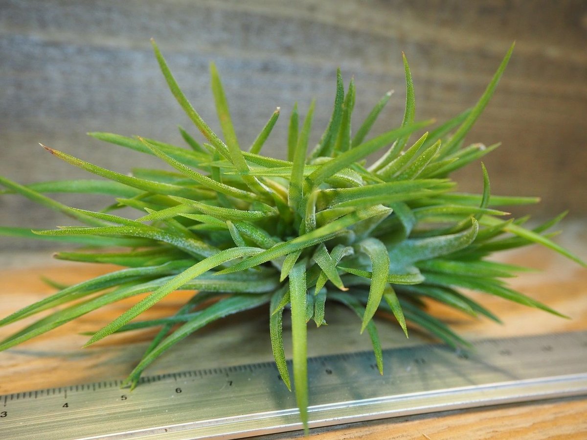 Tillandsia ionantha crested イオナンタ チランジア fit=scale-down,w=1200