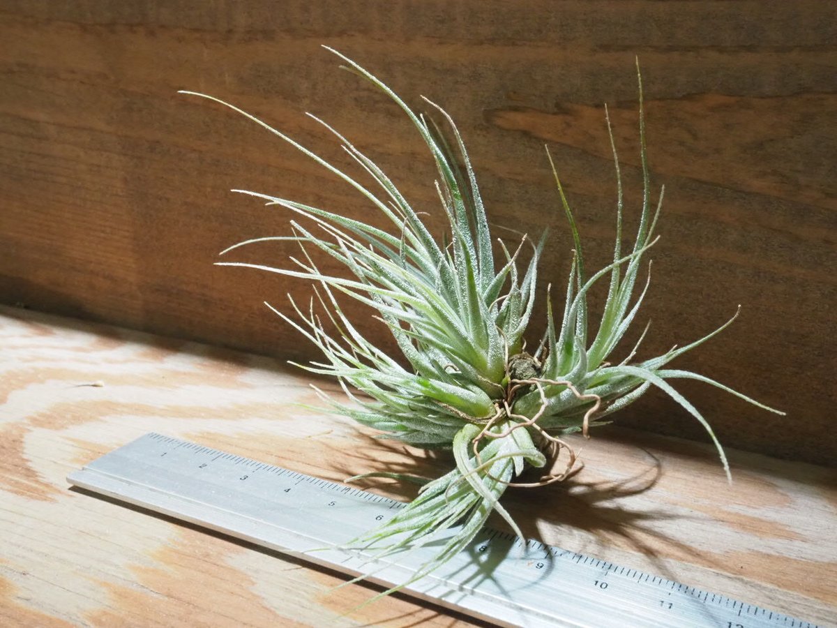 チランジア ／ エーレルシアナ M (T.ehlersiana) ☆EF01/Apr17 |