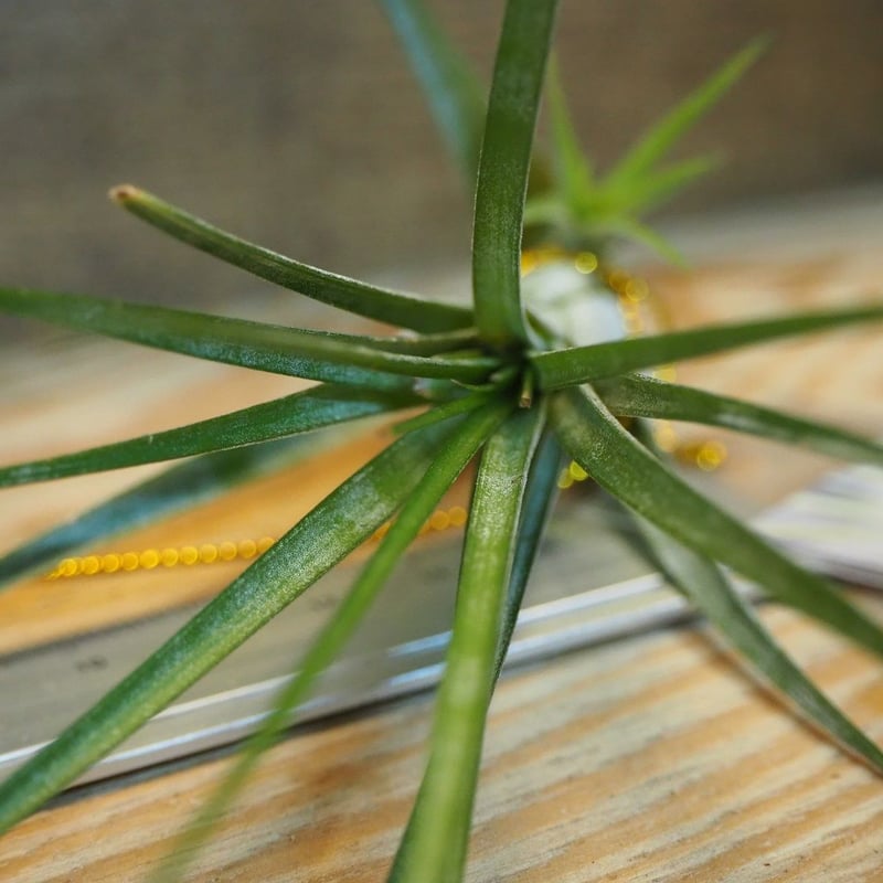 チランジア ／ ウィリンスキー (T.'Xwilinskii') ＊A01/Dec18 | 常