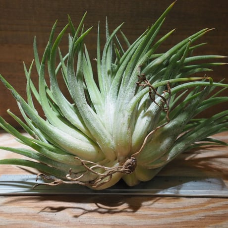 チランジア ／ イオナンタ ビッグボーイ クレステッド XL　(T.ionantha ’Big Boy’)　★CD01/Dec19