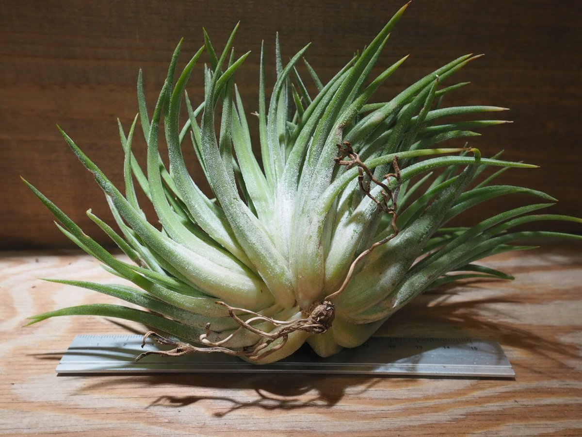 チランジア ／ イオナンタ ビッグボーイ クレステッド XL (T.ionantha 