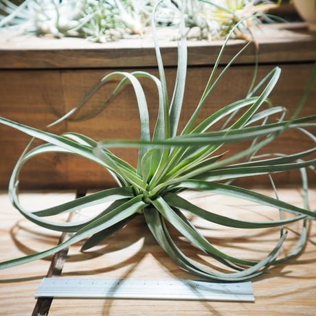 CATEGORY 学名・名称：R | 常葉植物園 Tokiwa Botanical-Garde