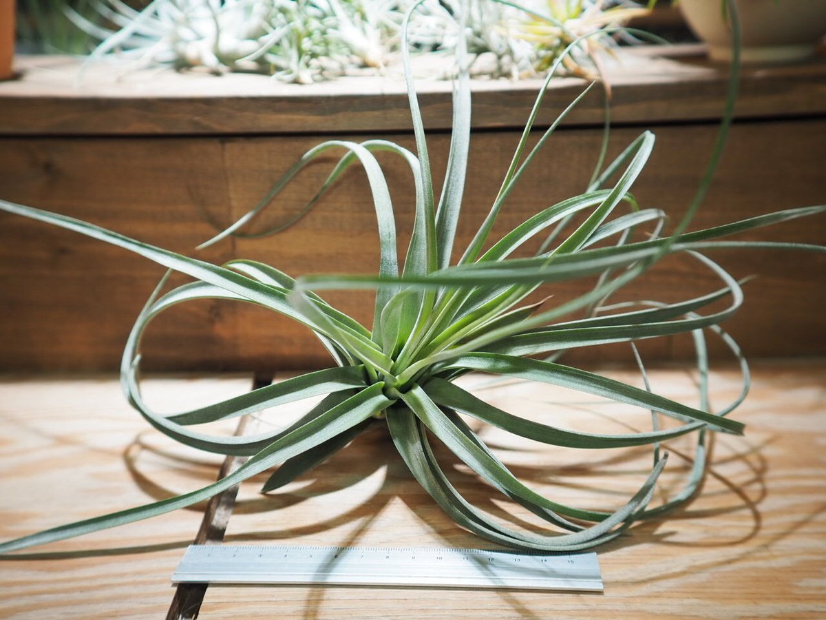 チランジア Redy チランジア・レディー Tillandsia Redy (T. streptophylla X T