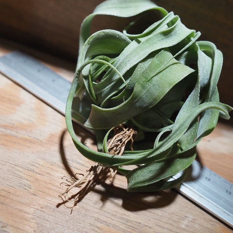 チランジア ／ ストレプトフィラ M (T.streptophylla) ☆タイ農場 ＊A0