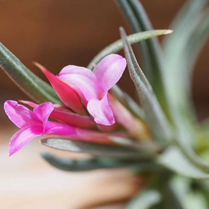 チランジア ／ アルゲンチナ (T.argentina) ☆AB01/Apr17 | 常葉