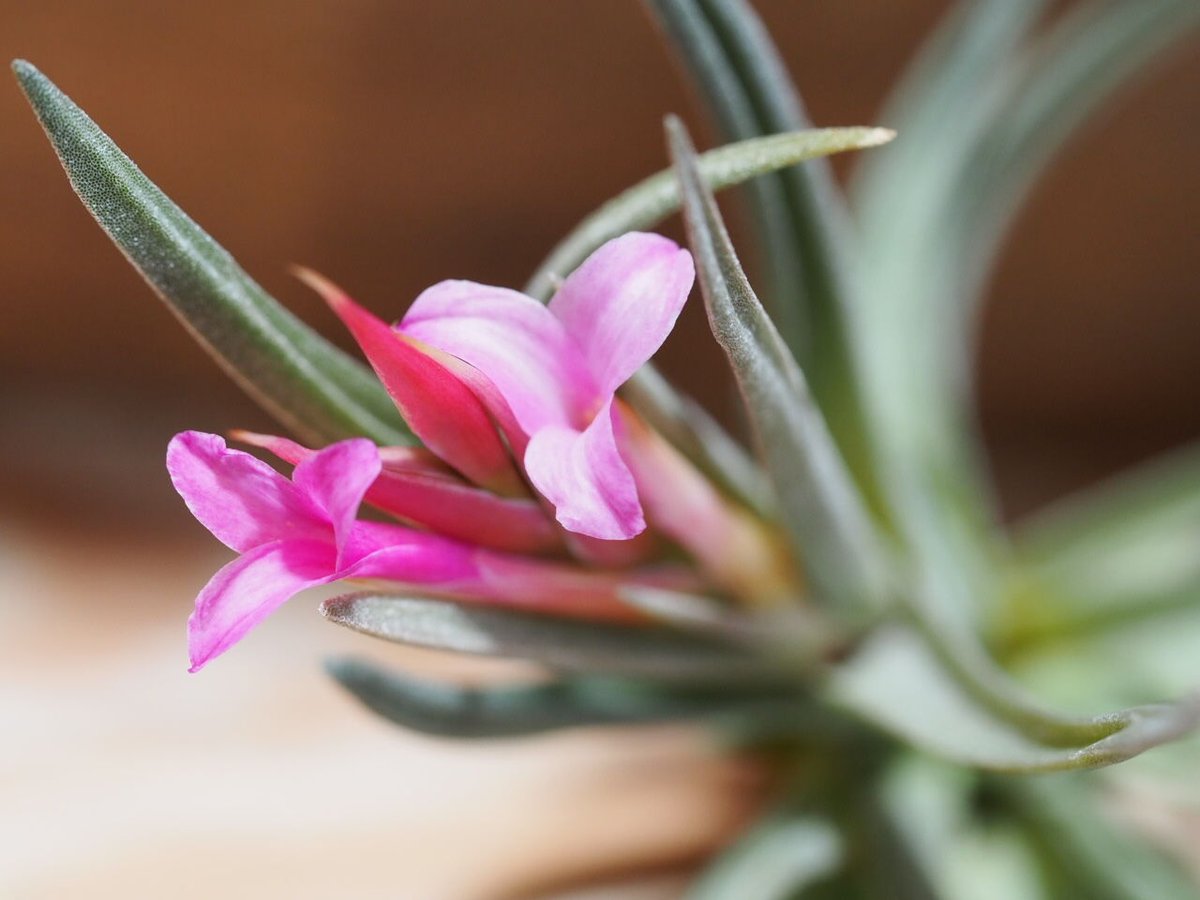 チランジア ／ アルゲンチナ (T.argentina) ☆AB01/Apr17 | 常葉植物