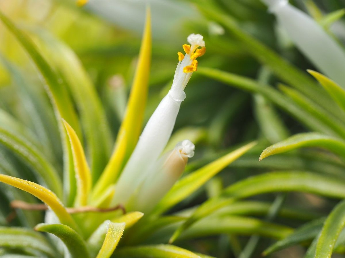 チランジア ／ イオナンタ アルビノ CL (T.ionantha 'Albino') ☆CD