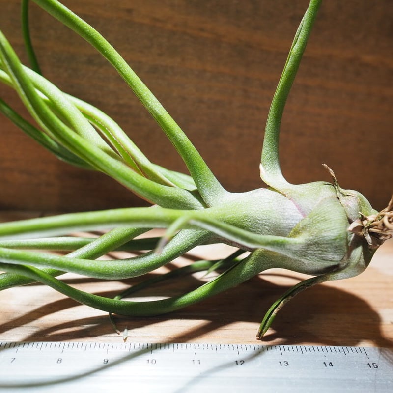 エアプランツ チランジア ショータイム (希少サイズ特大‼️) - 植物