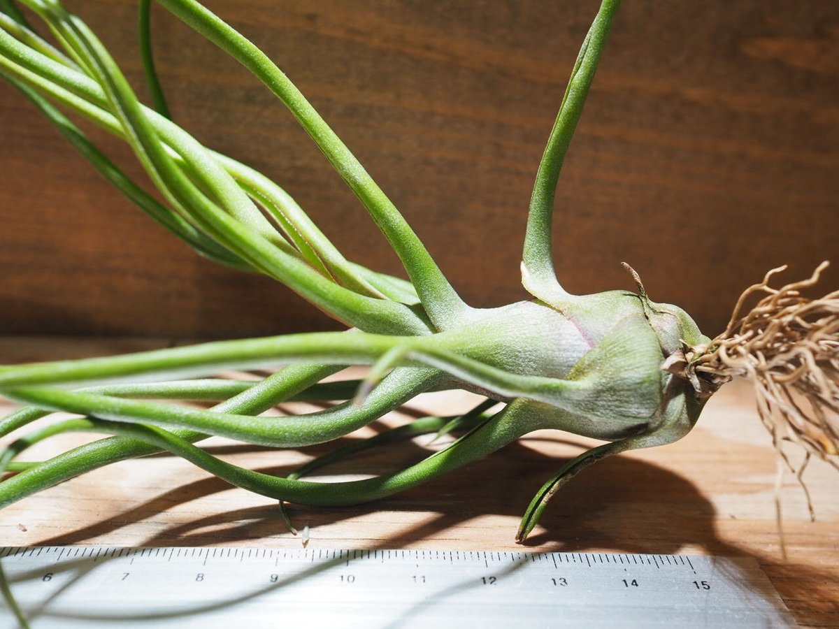 チランジア ／ ショータイム L (T.'Showtime') ＊A01/Feb23-02 |