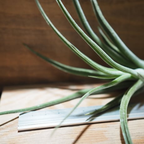 チランジア ／ シッティング プリティ　(T.'Sitting pretty') ★タイ農場　＊A01/Apr25