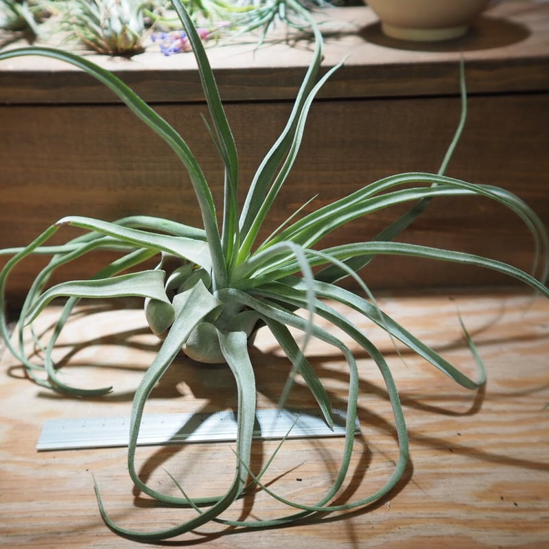 チランジア ストレプトフィラ ハイブリッド No.5738 チランジア ／ ストレプトフィラ Hybrids No.5738 (T.streptophyl