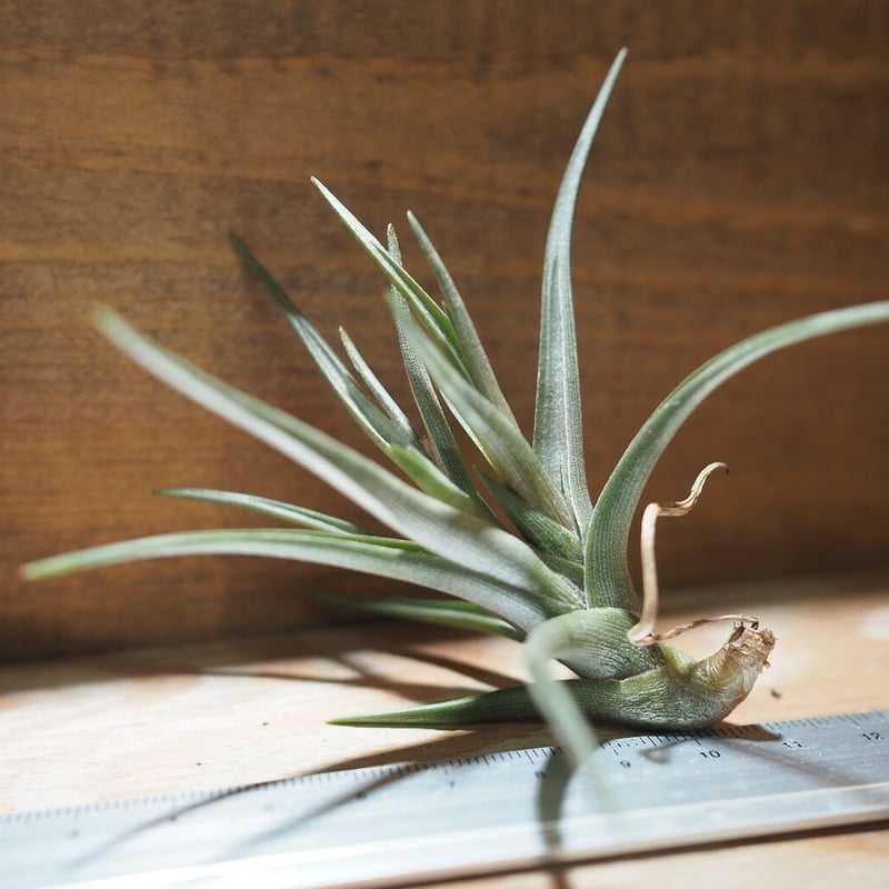 チランジア ／ ミスティックヘイズ (T.'Mystic Haze') ＊A01/Nov23