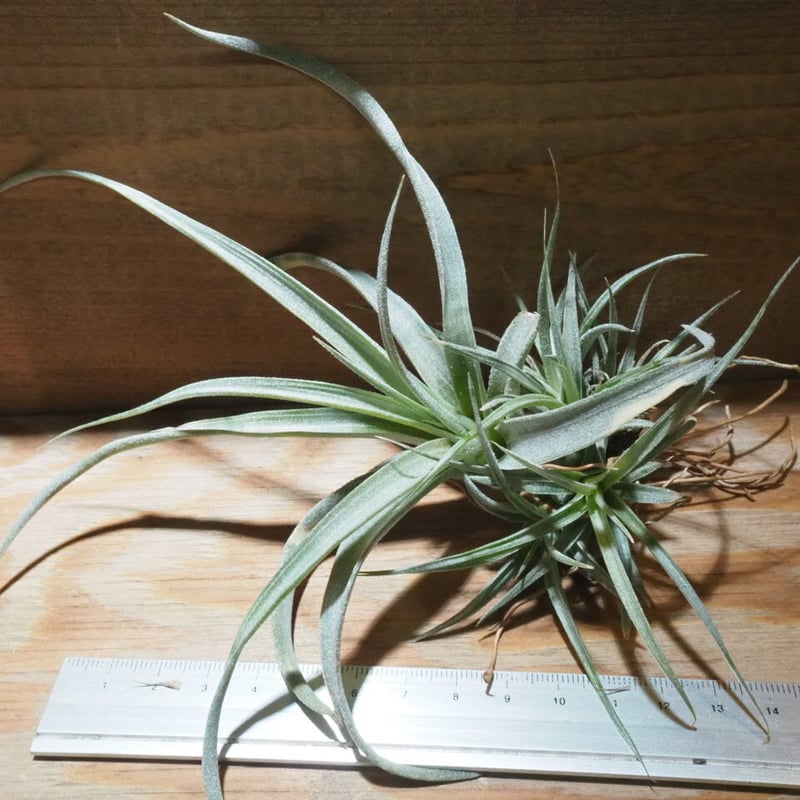 チランジア ／ チアペンシス M (T.chiapensis) ☆CD01/Apr17 | 常