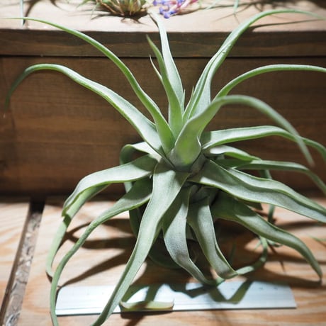 チランジア ／ ストレプトフィラ XL　(T.streptophylla)　＊A01/Jun22-02