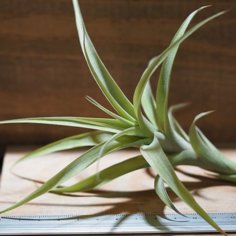 チランジア ／ ラティフォリア カウレセント　(T.latifolia  var.  caulescent)　＊A01/Aug24