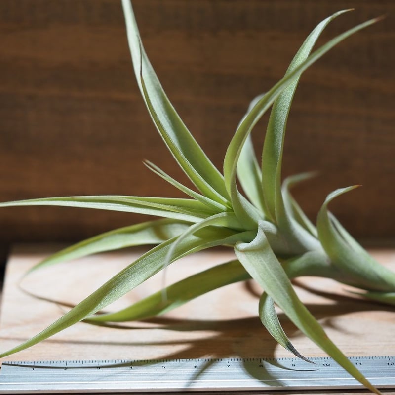 チランジア ／ ラティフォリア カウレセント (T.latifolia var. caul