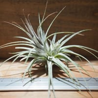 チランジア ／ イオナンタ ゼブリナ　(T.ionantha 'Zebrina')　＊A01/Jul05