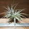 チランジア ／ イオナンタ ゼブリナ　(T.ionantha \'Zebrina\')　＊A01/Jul05