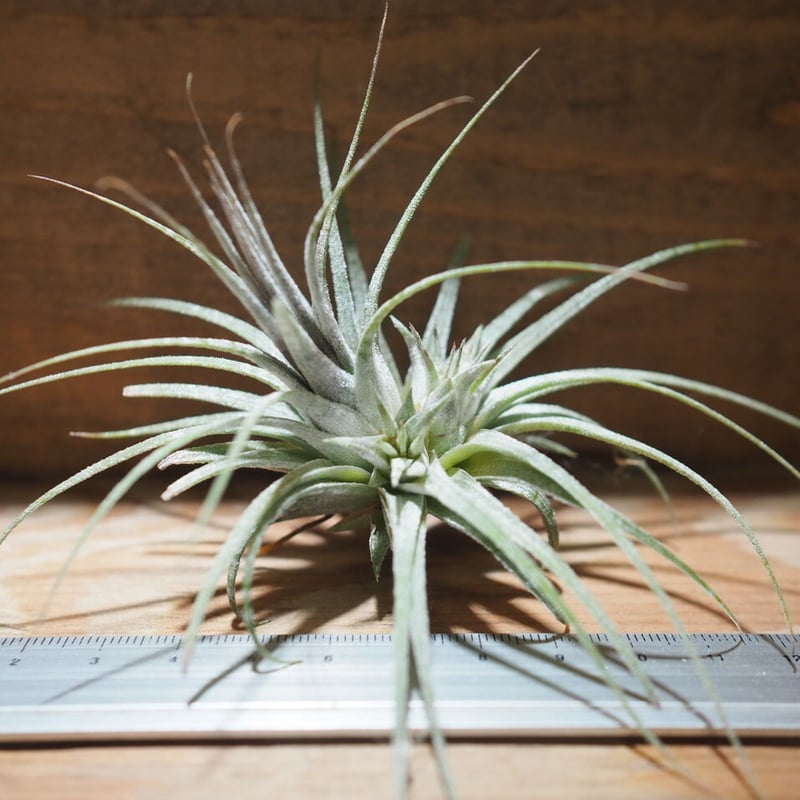 Tillandsia ionantha crested イオナンタ チランジア チランジア・イオナンタ・マキシマ・アルビノ Tillandsia