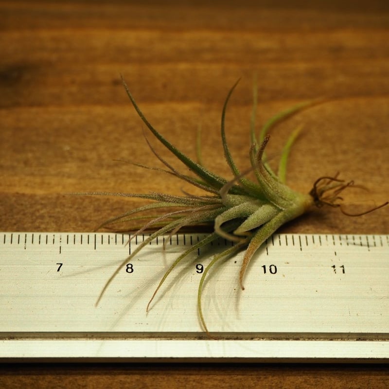 チランジア ／ ガルドネリー ルピコラ ※播種株 (T.gardneri var. rupic