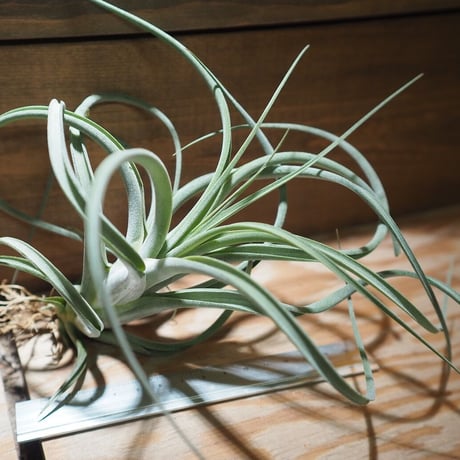チランジア ／ パウシフォリア × ストレプトフィラ　(T.paucifolia × T.streptophylla)　＊A01/Dec26