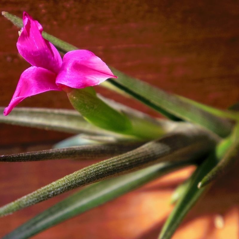 チランジア ／ ミスティックヘイズ (T.'Mystic Haze') ＊A01/Nov23