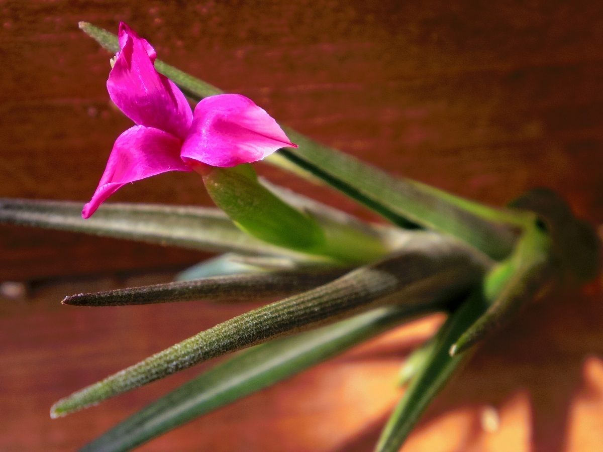 チランジア ／ ミスティックヘイズ (T.'Mystic Haze') ＊A01/Nov23