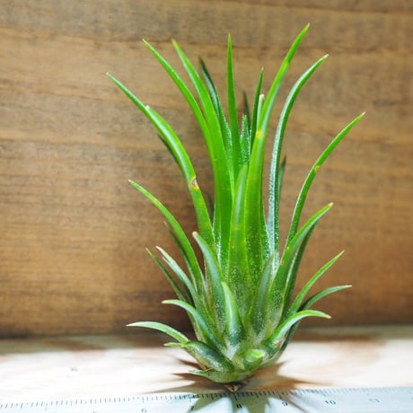 チランジア ／ イオナンタ フェーゴ レッドジャイアント　(T.ionantha 'Fuego Red Giant')　＊A01/Jul11