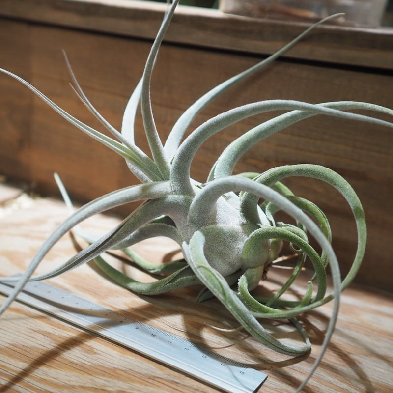 チランジア ／ エーレルシアナ XXL (T.ehlersiana) ☆CD01/Nov27