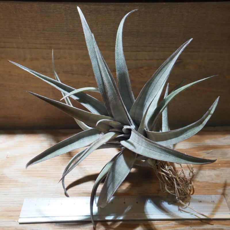 チランジア ／ ヒルダエ (T.hildae) ☆CD01/Feb05 | 常葉植物園 Tok