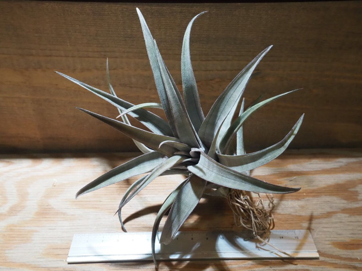 チランジア ／ ヒルダエ (T.hildae) ☆CD01/Feb05 | 常葉植物園 Tok