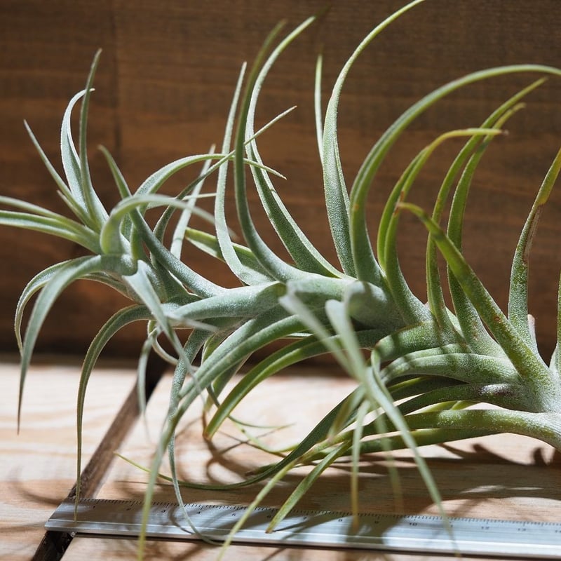 トッカ  LATIFOLA ラティフォリア  6 トッカ LATIFOLA ラティフォリア 6