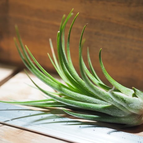 チランジア ／ イオナンタ × プルイノーサ　(T.ionantha × T.pruinosa) ★タイ農場　＊A01/Nov20