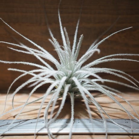 CATEGORY 学名・名称：T | 常葉植物園 Tokiwa Botanical-Garde