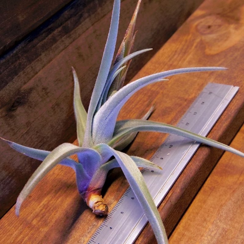 チランジア ／ クシフィオイデス トメントセ ※花芽付き (T.xiphioides