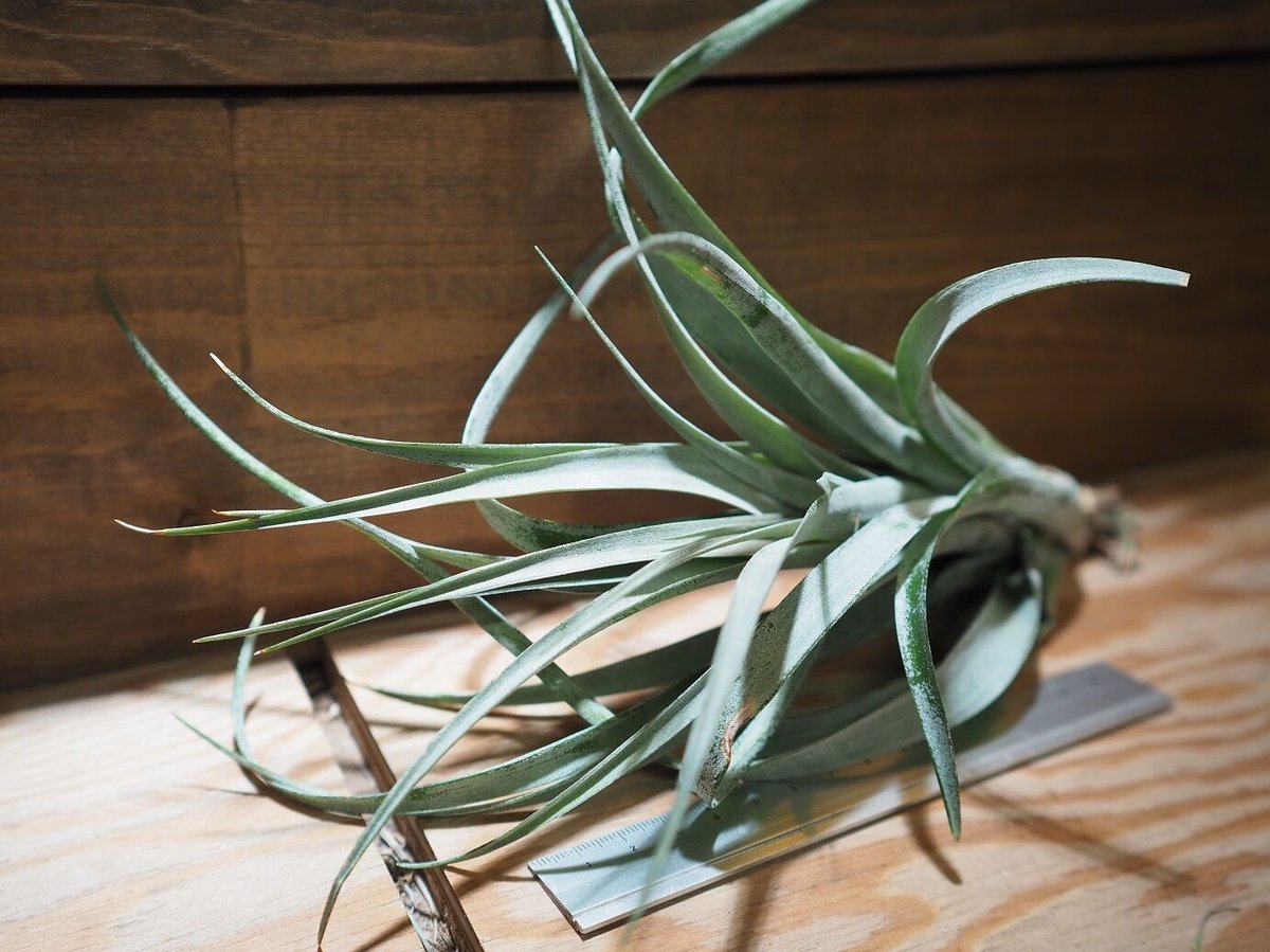 チランジア ／ カピタータ オレンジ (T.capitata 'Orange