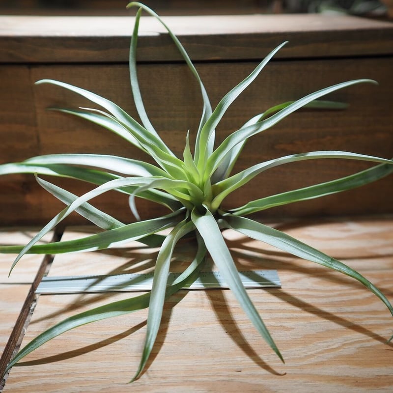Tillandsia Splendid Journey 速達発送 Tillandsia Splendid Journey 速達発送