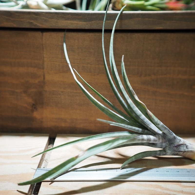 【現品】チランジア・ヒルダエ 　ティランジア・ヒルダエ　７号　B4番 楽天市場】ヒルダエ（花・観葉植物｜花・ガーデン・DIY）の通販