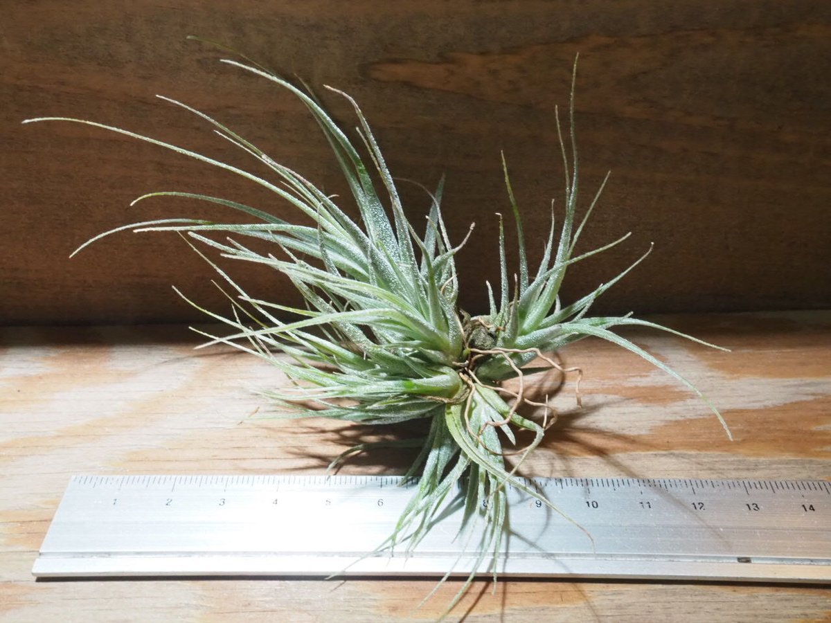 チランジア ／ エーレルシアナ M (T.ehlersiana) ☆EF01/Apr17 |