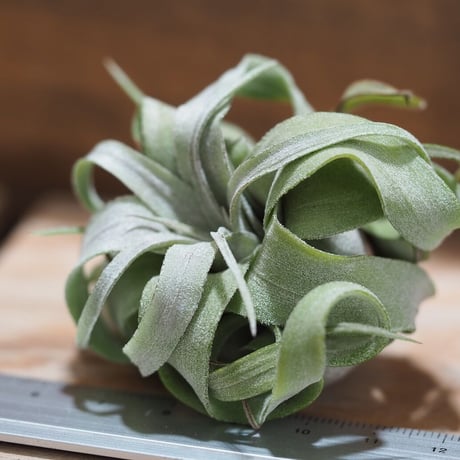 チランジア ／ ストレプトフィラ mini　(T.streptophylla)　＊A01/Aug27-01