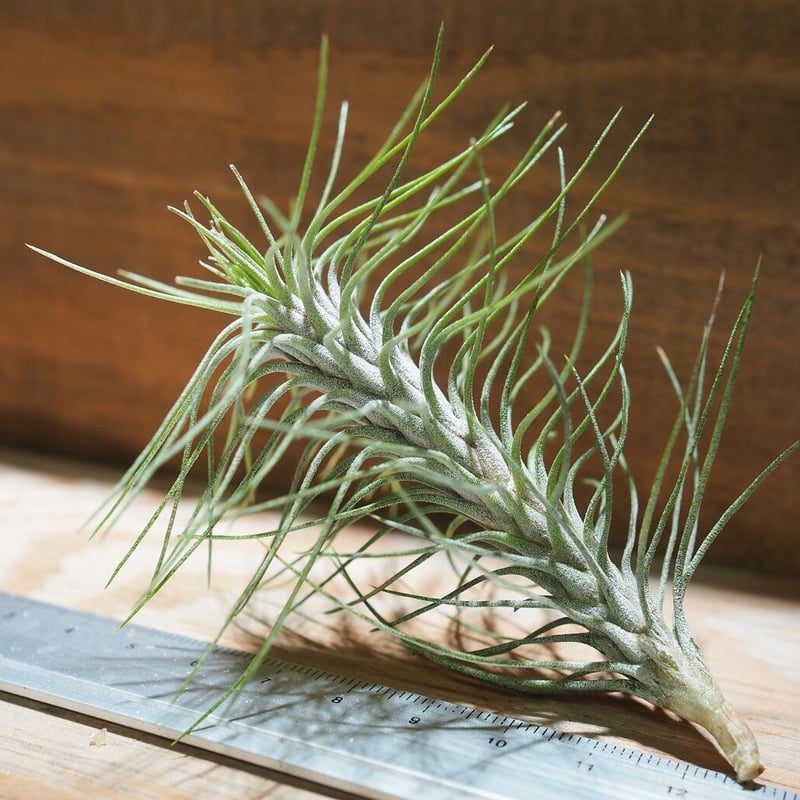 チランジア ／ フンキアナ レクルヴィフォリア (T.funkiana var. recurv