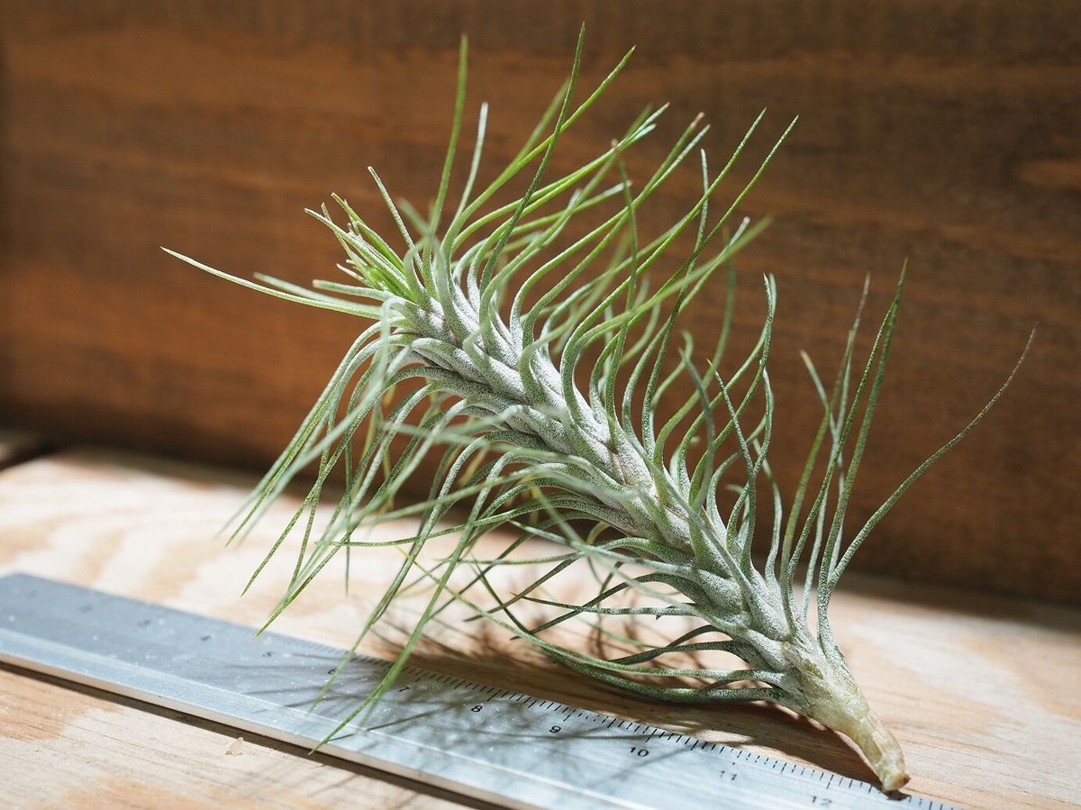 ☆特大サイズ☆ Tillandsia funckiana var. recurvifolia clump エアー