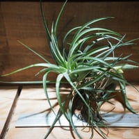 チランジア ／ ルシール L (T.'Lucille') ＊A01/Jul05 | 常葉