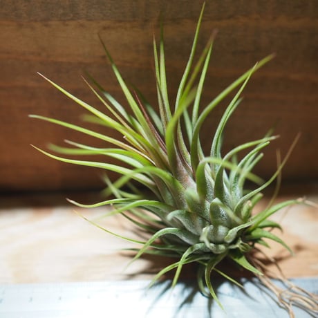 チランジア ／ イオナンタ ロシータ ジャイアント クローン　(T.ionantha ’Rosita Gainat Clone’)　＊A01/Mar20