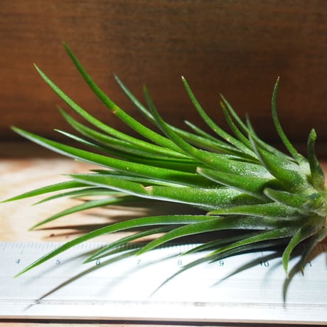 チランジア ／ イオナンタ フェーゴ レッドジャイアント　(T.ionantha 'Fuego Red Giant')　＊A01/Jul11