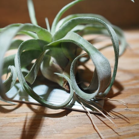 チランジア ／ ストレプトフィラ S　(T.streptophylla)　＊A01/Jun22-01